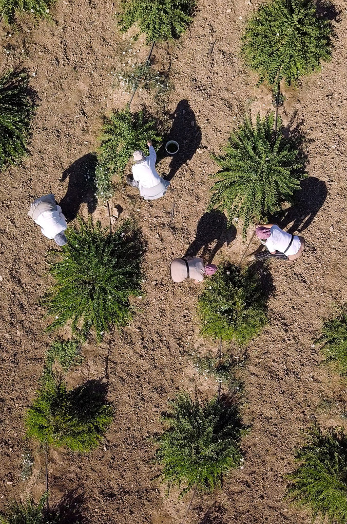 agricoltura